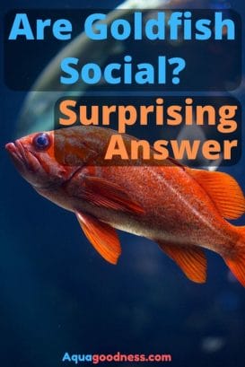 Are Goldfish Social? (Surprising Answer) image