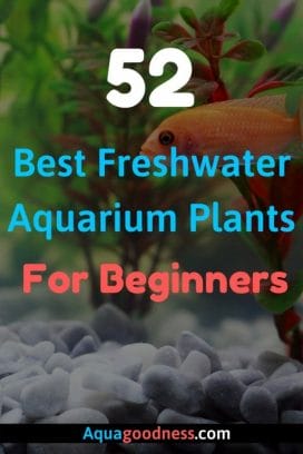 Best Freshwater Aquarium Plants For Beginners image