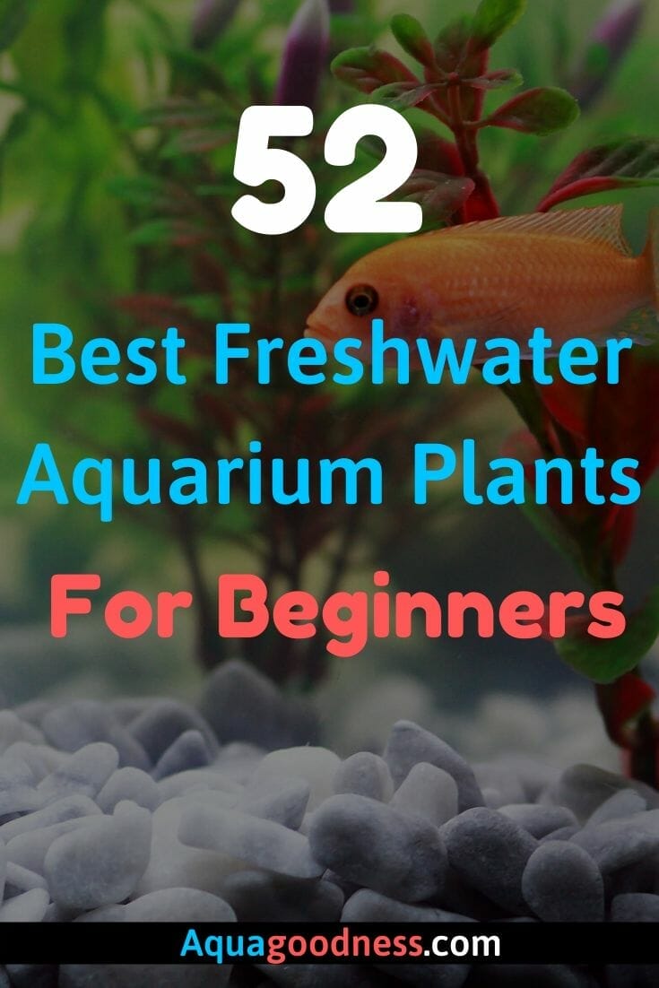52 Best Freshwater Aquarium Plants For Beginners (And Care Guide)