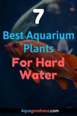best aquarium plants for hard water image