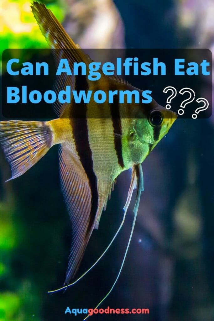 Bloodworms on sale for angelfish