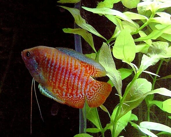 Dwarf Red Gourami