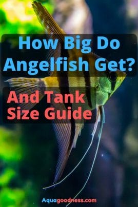 how big do angelfish get image