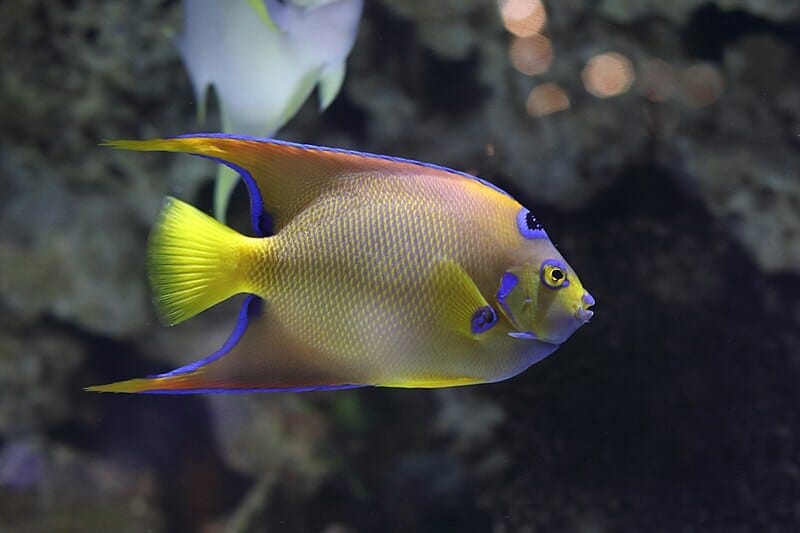 queen angelfish