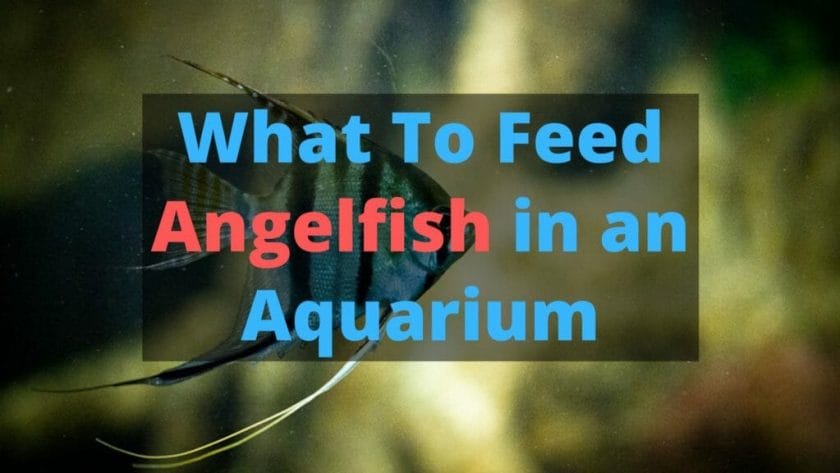 what to feed angelfish in an aquarium image