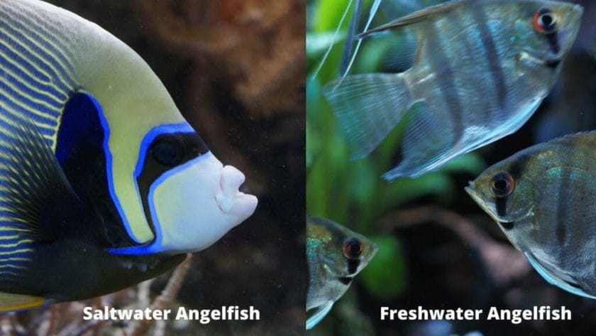 freshwater and saltwater angelfish