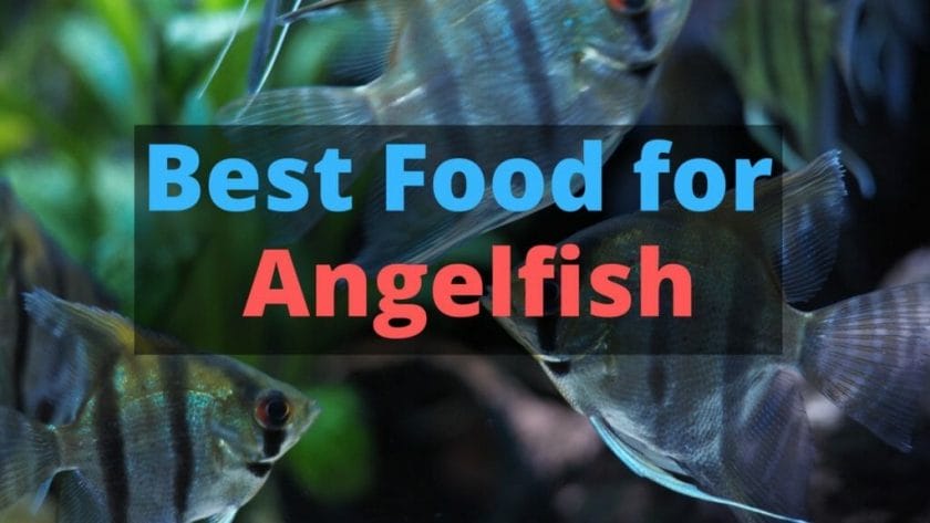 best food for angelfish image