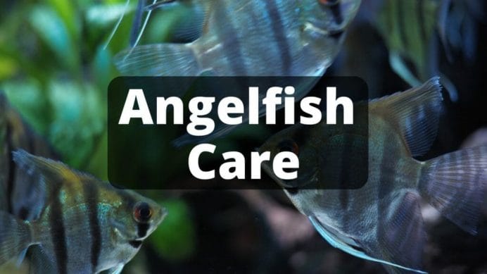Angelfish care image