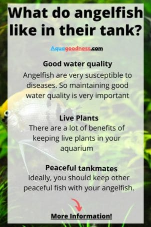 What do angelfish like in their tank? infographic