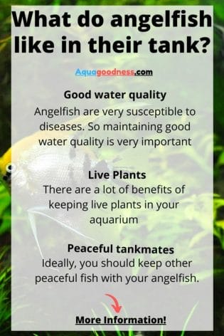 what do angelfish like in their tank infographic