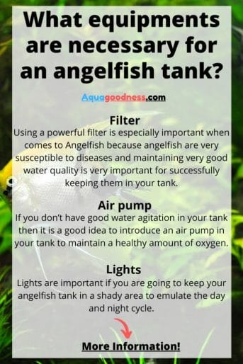 What aquarium accessories or equipment are necessary for an angelfish tank? infographic