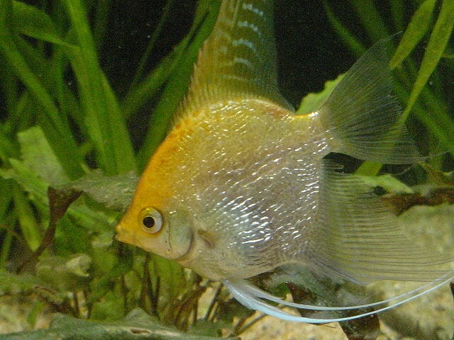 Golden Marble Angelfish
