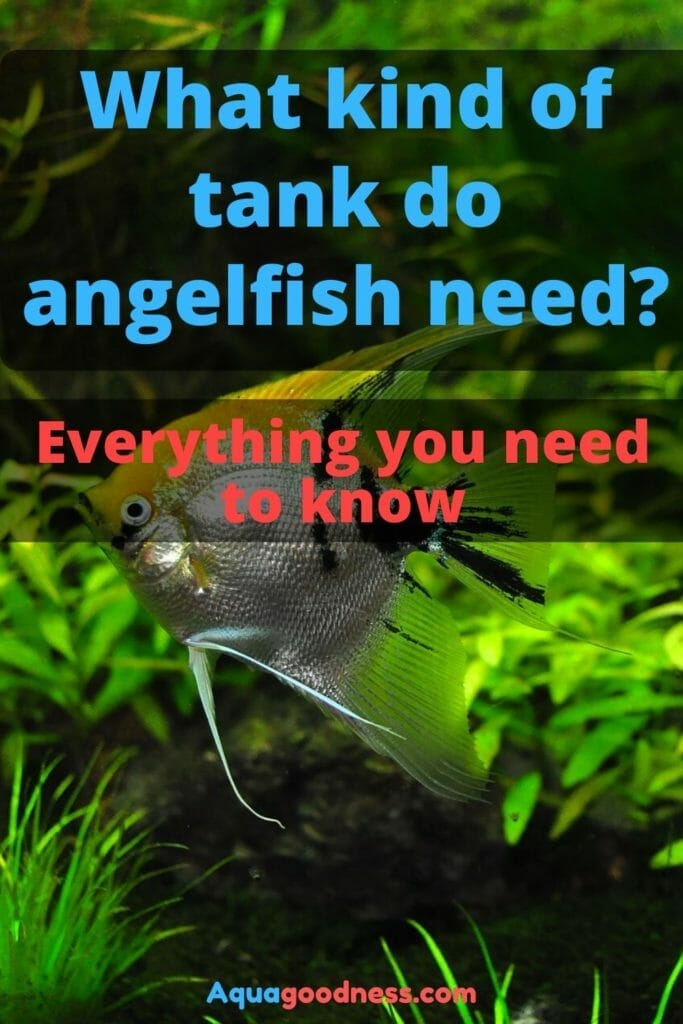 What kind of tank do angelfish need? (Everything you need to know)