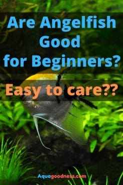 Are Angelfish Good for Beginners? (Easy to care???) image
