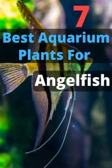 7 Best Aquarium Plants For Angelfish image