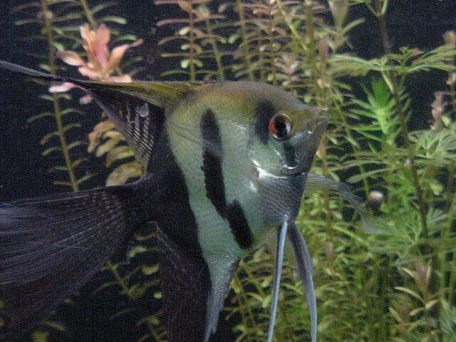 Half Black Angelfish