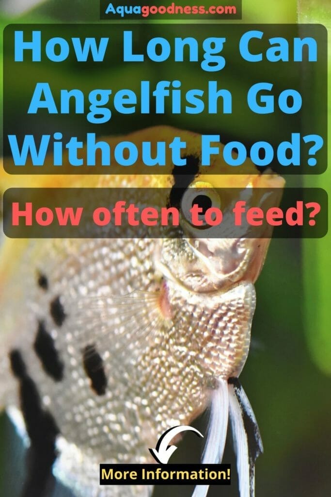 How Long Can Angelfish Go Without Food? (How often to feed)
