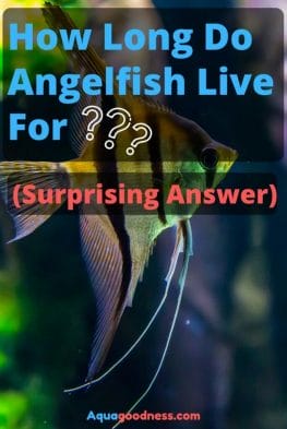 How Long Do Angelfish Live For? image