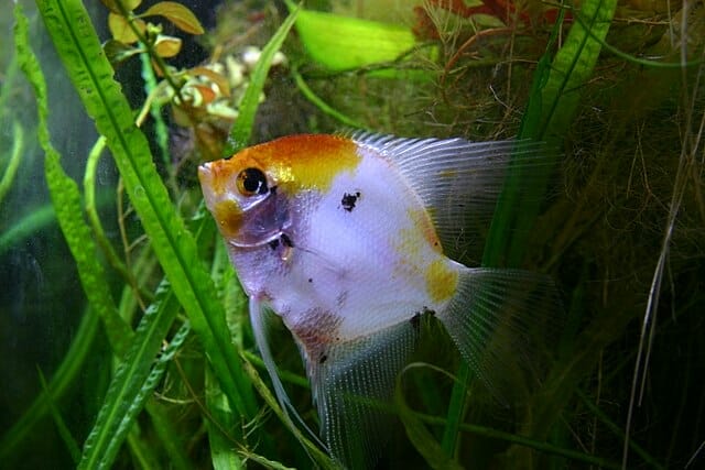 Koi Angelfish