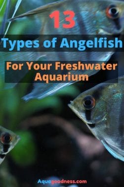 13 Types of Angelfish for Your Freshwater Aquarium image