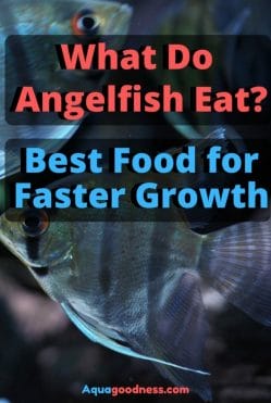 What Do Angelfish Eat? image