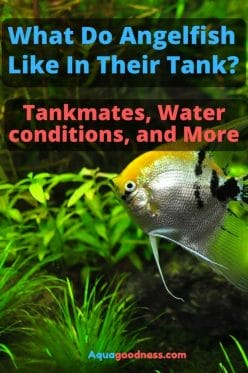 what do angelfish like in their tank image