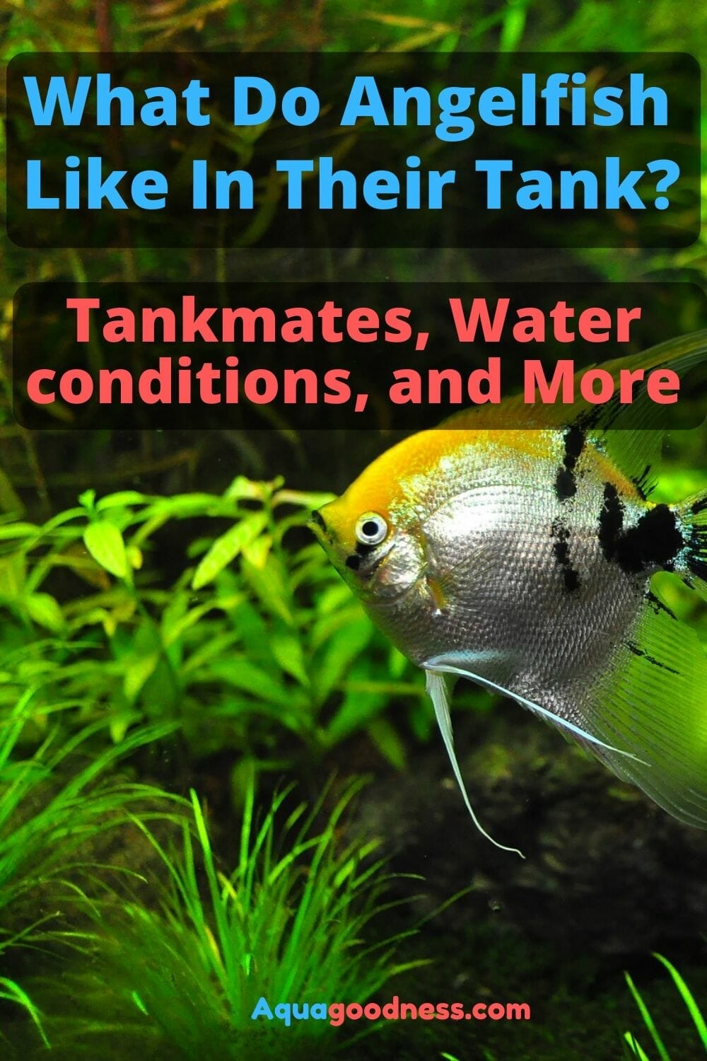 What Do Angelfish Like In Their Tank? (Tankmates, Water & More)