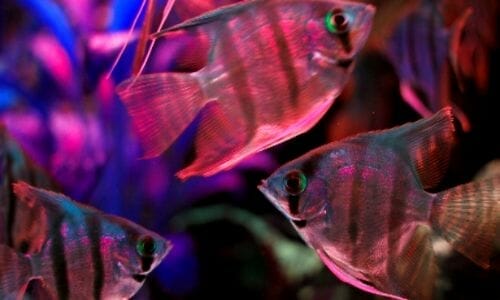 Are Angelfish Cichlids? (Are They Cichlids Compatible???)