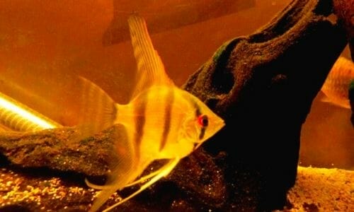 How Big Do Angelfish Get? (And Tank Size Guide) - Aqua Goodness