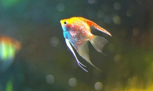 What Do Angelfish Like In Their Tank? (Tankmates, Water & More)