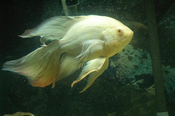 Veil Tail Oscar Fish