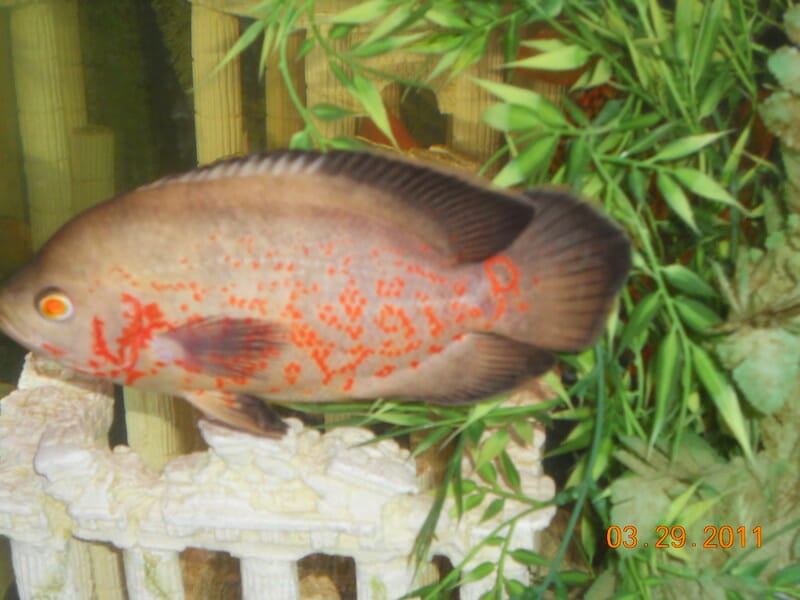 Albino Tiger Oscar Fish