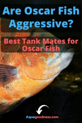 Are Oscar Fish Aggressive? (Best Tank Mates for Oscar Fish) image
