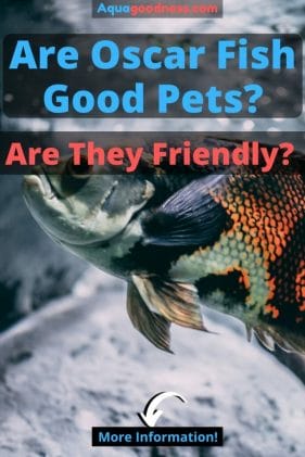 Are Oscar Fish Good Pets? (Are They Friendly?) iamge