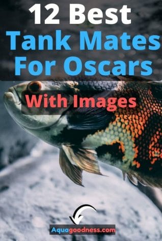 12 Best Tank Mates For Oscars (With Images) image
