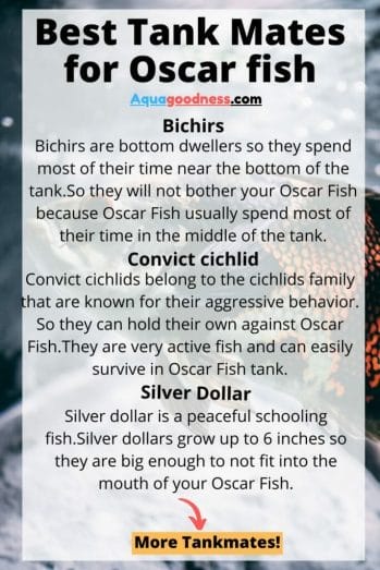 oscar fish tank mates infographic