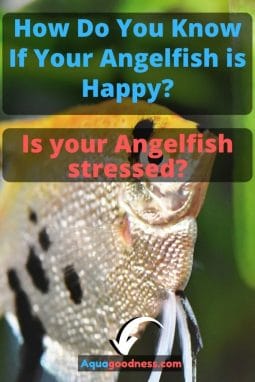 How Do You Know If Your Angelfish is Happy? (Is your Angelfish stressed?) image