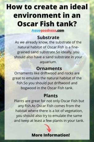 How to create an ideal environment in an Oscar Fish tank infpgraphic