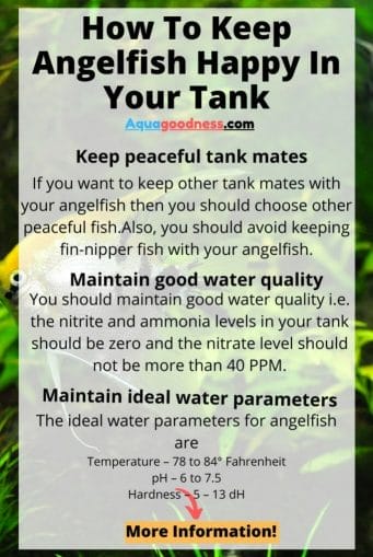 how to keep angelfish happy in your tank infographic