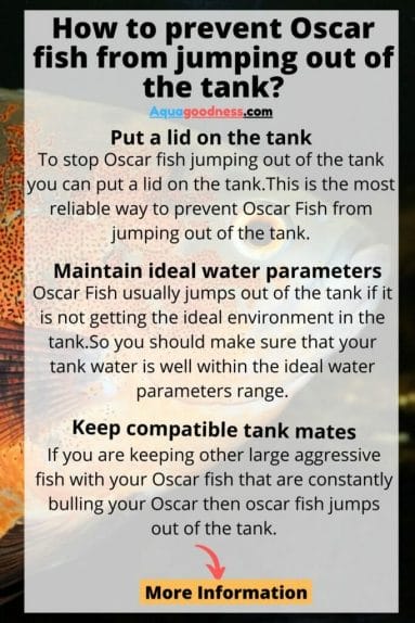 How to prevent Oscar fish from jumping out of the tank infographic