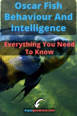Oscar Fish Behaviour And Intelligence (Everything You Need To Know) image