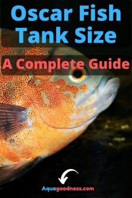 Oscar Fish Tank Size (A Complete Guide) image