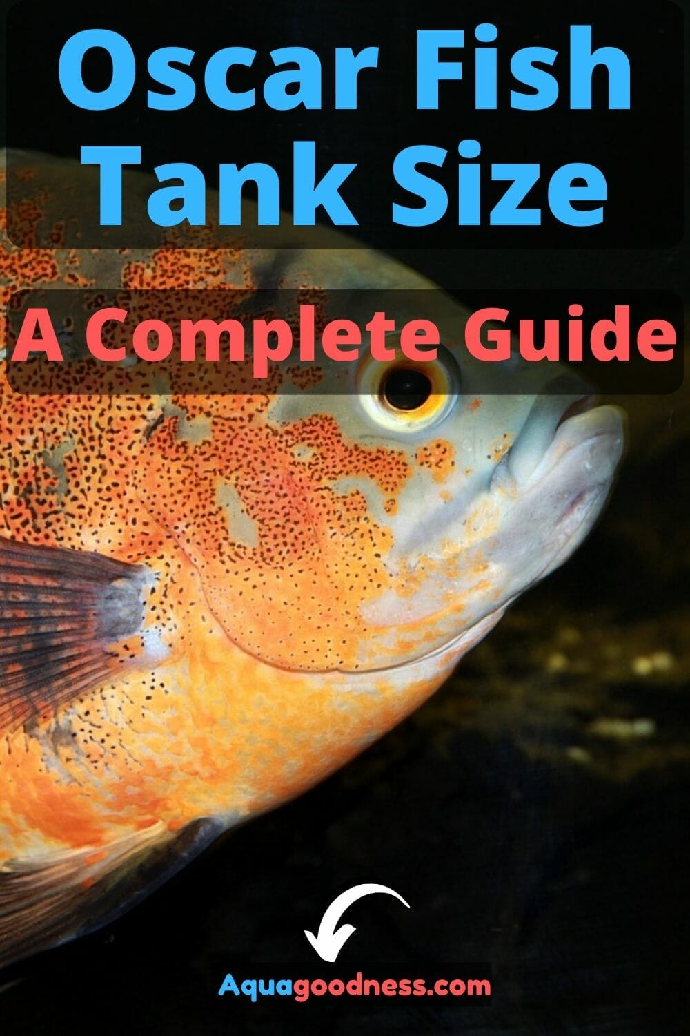 Oscar Fish Tank Size (A Complete Guide) Aqua Goodness