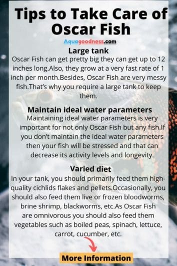 tips to take care of oscar fish infographic