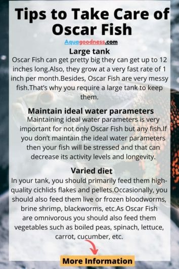 tips to take care of oscar fish infographic