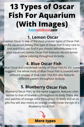 types of oscar fish infographic