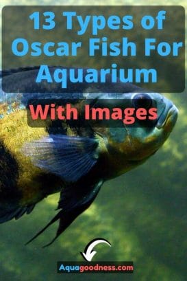 13 Types of Oscar Fish For Aquarium (With Images) image