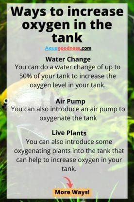 ways to increase oxygen in a fish tank infographic
