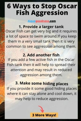 ways to stop oscar fish aggression
