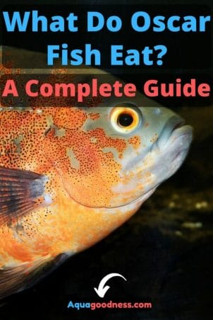 What Do Oscar Fish Eat? (A Complete Guide) image